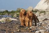 BASSET FAUVE DE BRETAGNE 060